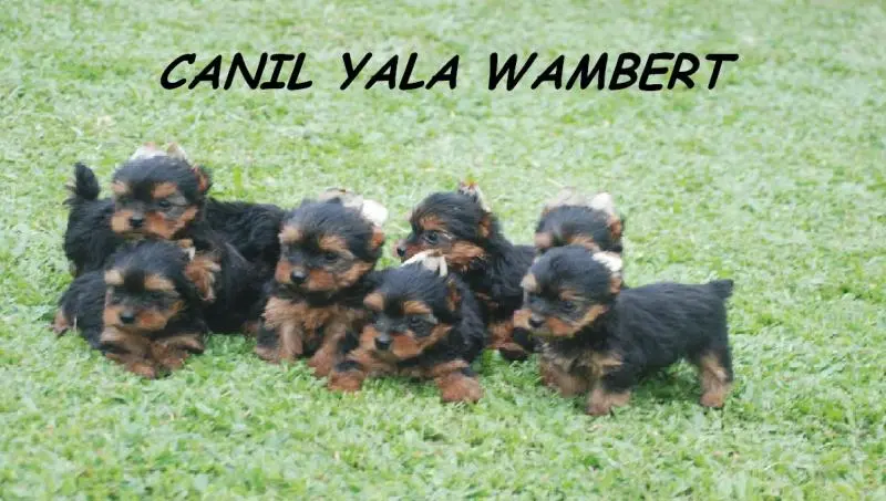 YORKSHIRE LINDAS FÊMEAS PROMOÇÃO DE CARNAVAL