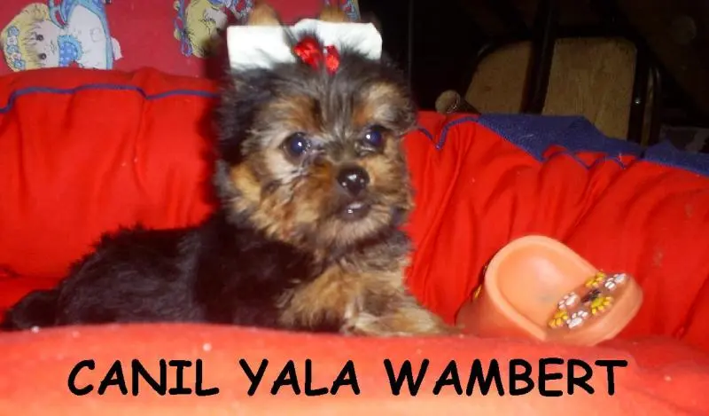 YORKSHIRE LINDAS FÊMEAS PROMOÇÃO DE CARNAVAL