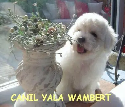 BICHON FRISÉ ÚLTIMOS FILHOTES PROMOÇÃO DE CARNAVAL