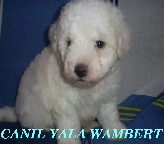 BICHON FRISÉ ÚLTIMOS FILHOTES PROMOÇÃO DE CARNAVAL
