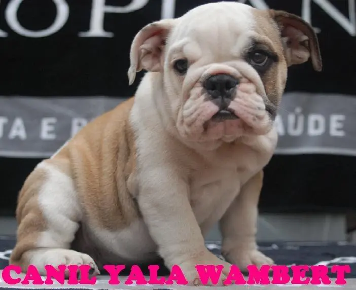BULLDOG INGLÊS ÚLTIMOS FILHOTES PROMOÇÃO DE CARNAVAL