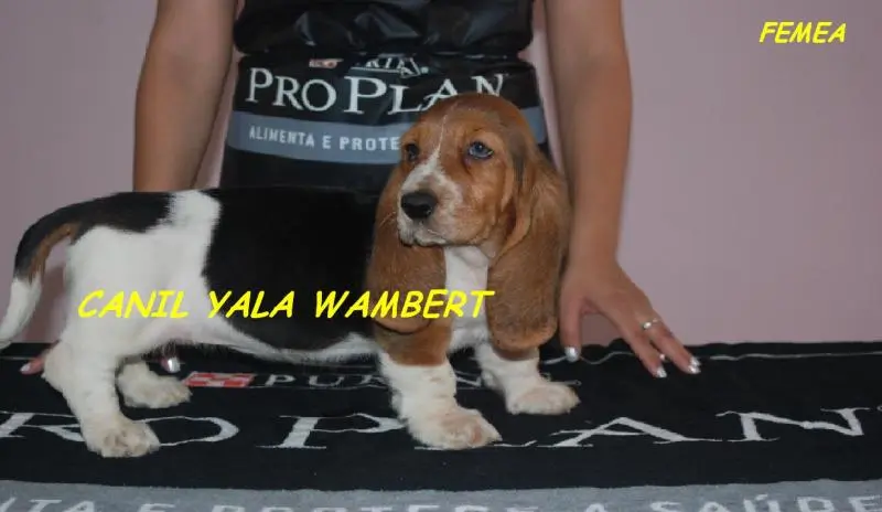 BASSET HOUND TRICOLORES PROMOÇÃO DE PÁSCOA