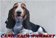 BASSET HOUND TRICOLORES PROMOÇÃO DE PÁSCOA