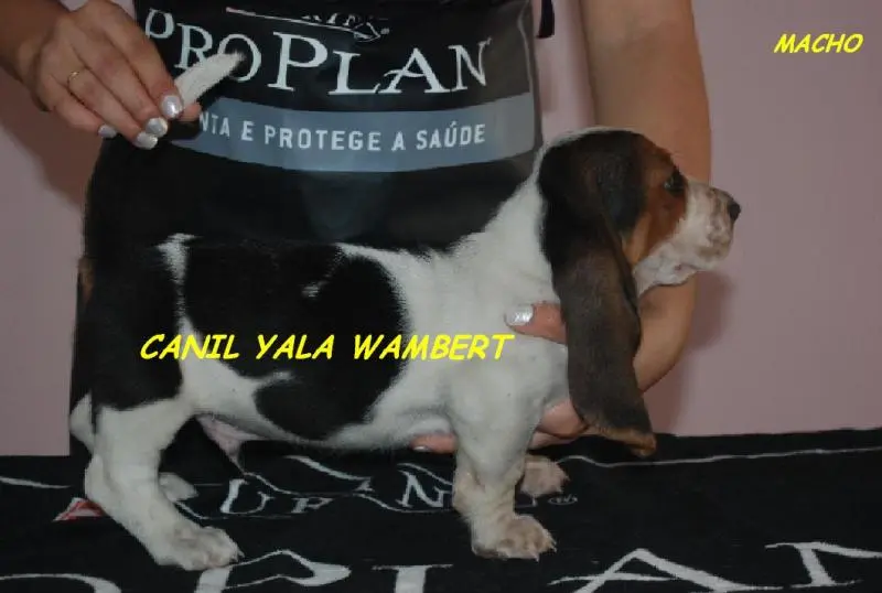 BASSET HOUND TRICOLORES PROMOÇÃO DE PÁSCOA