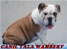 PROMOÇÃO RELÂMPAGO BULLDOG INGLÊS FÊMEA R$3.000, 00 À VISTA