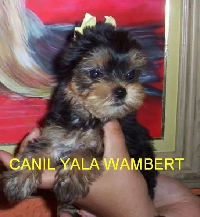 YORKSHIRE LINDAS FEMEAS DISPONIVEIS