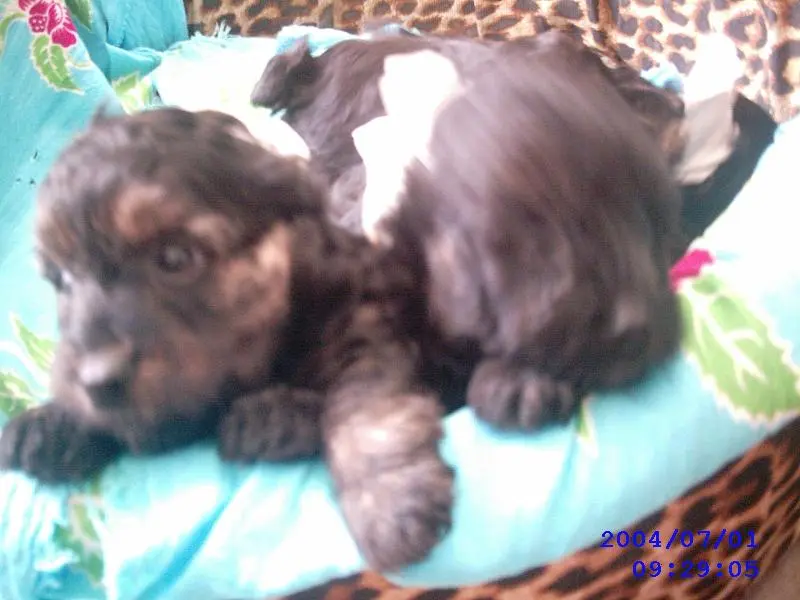 yorkshire filhotes macho R$600, 00