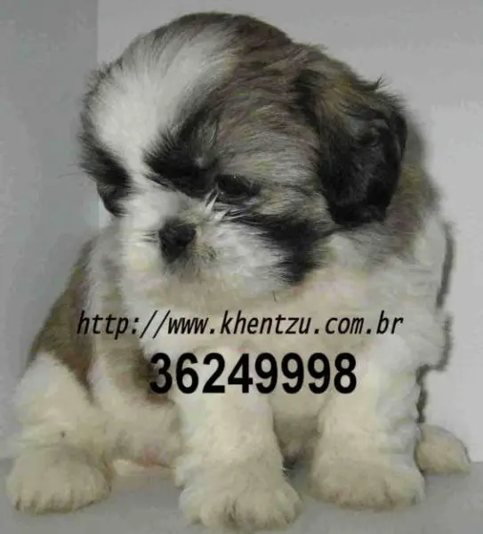 Shih tzu no Rio de Janeiro