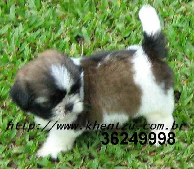 Shih tzu no Rio de Janeiro
