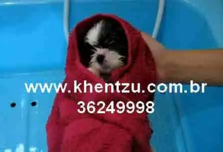 Shih tzu no Rio de Janeiro