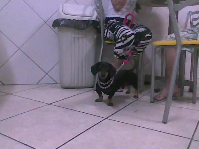 Lindos filhotinhos de Dachshund ou Basset Miniatura