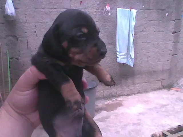 DACHSHUND OU TEKEL OU BASSET COFAP MINIATURA