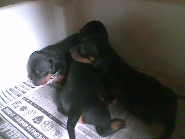 Belos filhotinhos de Dachshund Cofap ou Basset