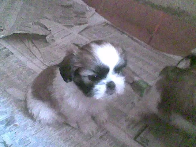 Lindos filhotinhos de Shih-Tzu