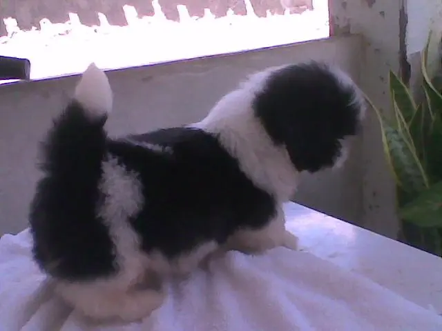 Lindos filhotinhos de Shih-Tzu