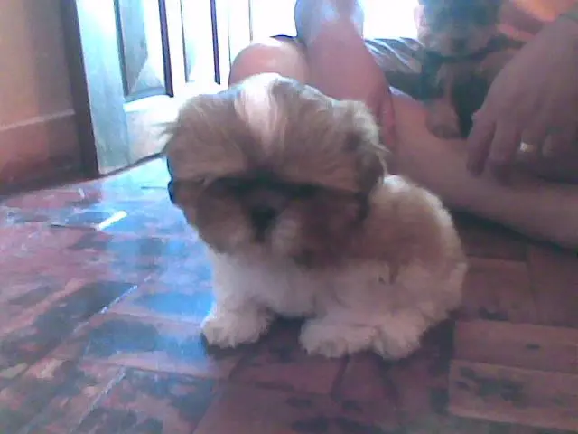 Lindos filhotinhos de Shih-Tzu