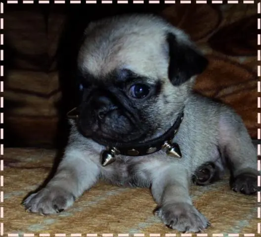 Filhotinhos de PUG muito lindinhos
