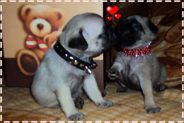 Filhotinhos de PUG muito lindinhos