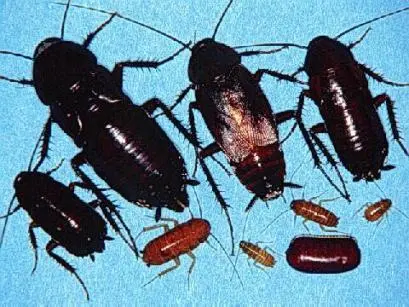 Dedetizadora em Diadema Dedetização Diadema Baratas, pulgas