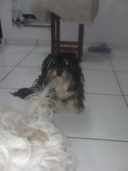 Vendo Filhote de Lhasa Apso