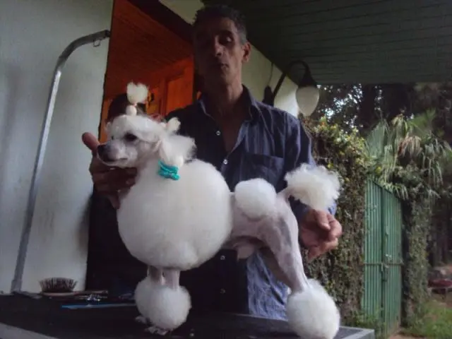 Curso profissionalizante de BANHO E TOSA, ESTÉTICA ANIMAL E GROOMER