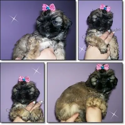 Shih - Tzu e Lhasa Apso Lindos Filhotes
