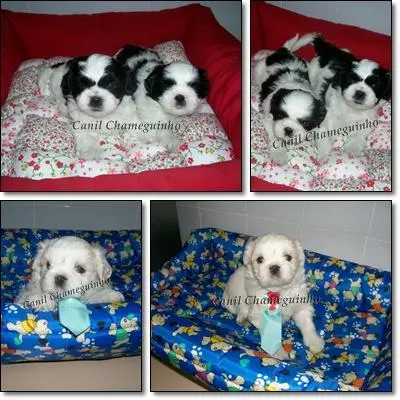 Shih - Tzu e Lhasa Apso Lindos Filhotes