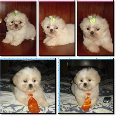 Shih-Tzu - Lhasa Apso - Poodle