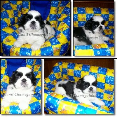 Shih-Tzu - Lhasa Apso - Poodle