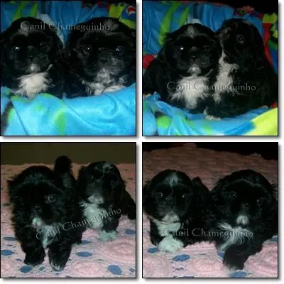 Vendo Shih-Tzu