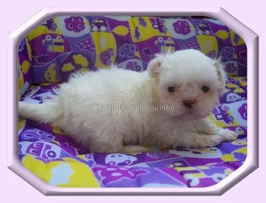 Vendo Shih-Tzu