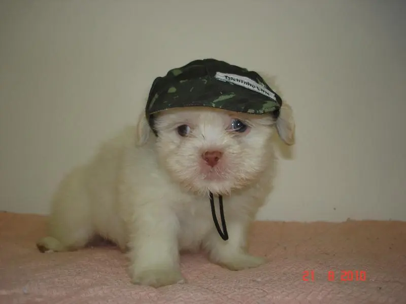 Shih - tzu SUPER PROMOÇÃO