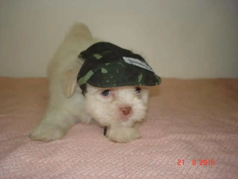 Shih - tzu SUPER PROMOÇÃO