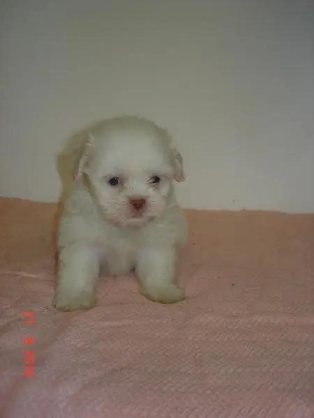 Shih - tzu SUPER PROMOÇÃO