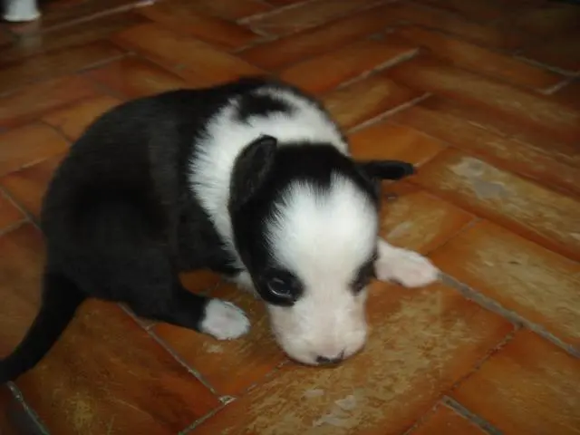 venda de filhotes da raça border collie