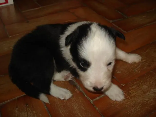 venda de filhotes da raça border collie