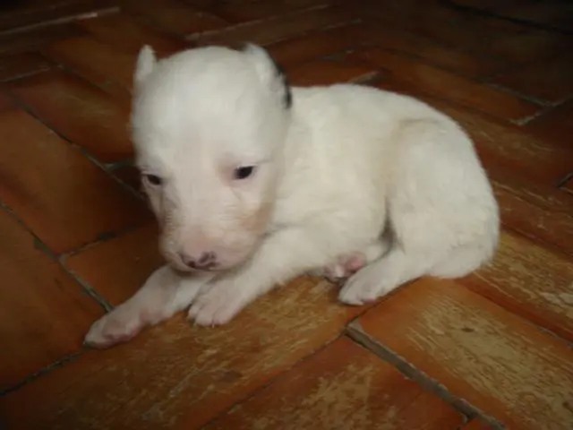 venda de filhotes da raça border collie