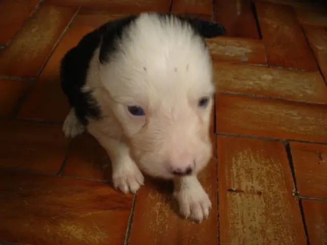 venda de filhotes da raça border collie