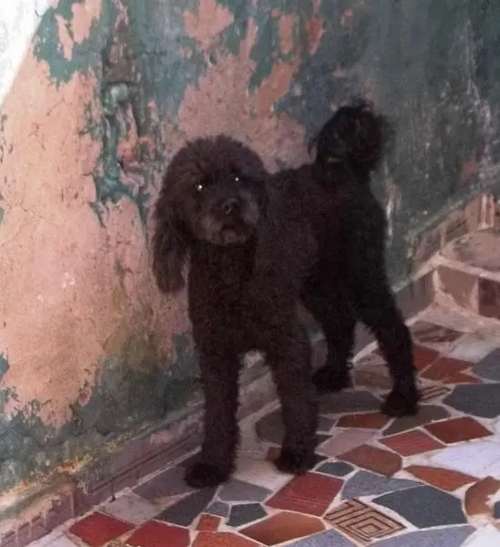 poodle para adoção