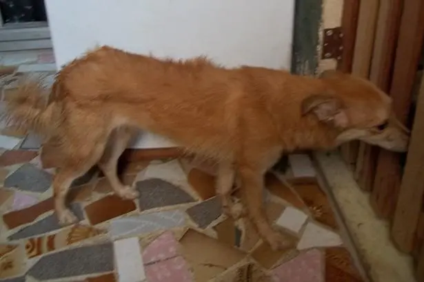 Filhote para adoção