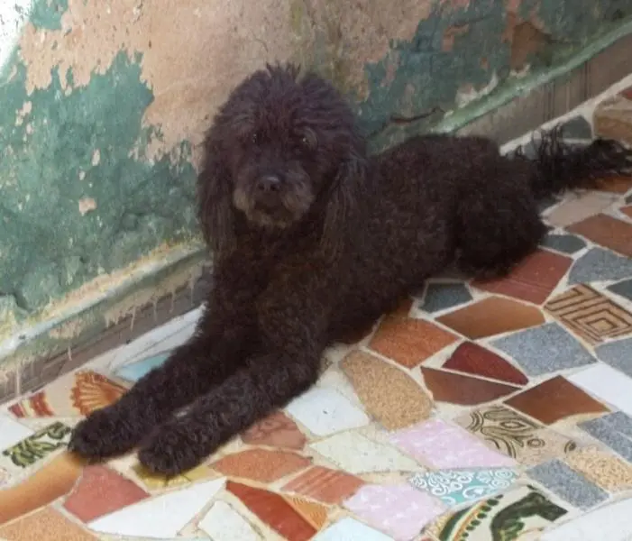 poodle para adoção
