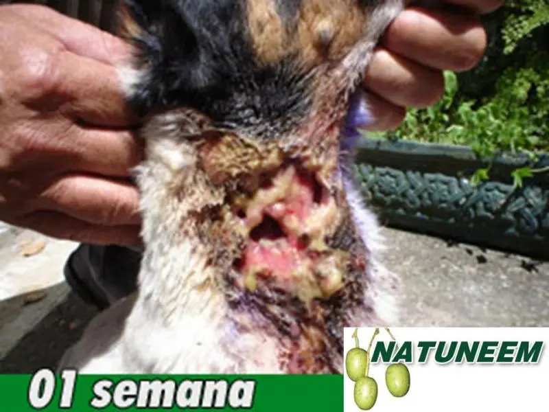 CARRAPATOS, SARNAS, PULGAS, FERIMENTOS