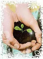 NATURE e ART TERRA PRETA ADUBADA E MUDAS DE PLANTAS FRUTEIRAS