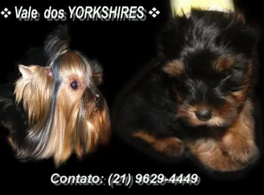 Lindos filhotes de YORKSHIRE MICRO