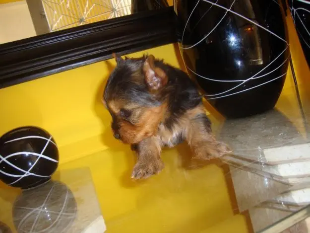 Lindo filhote de YORKSHIRE MICRO