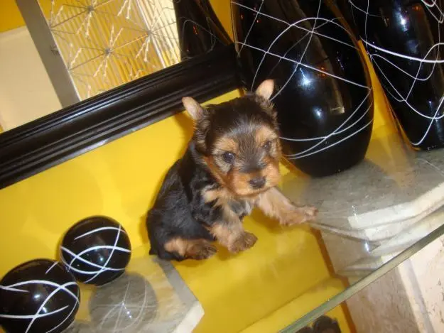 Lindo filhote de YORKSHIRE MICRO
