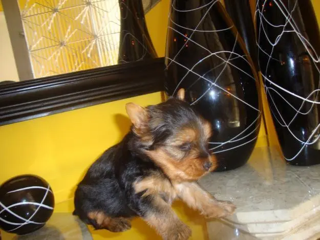 Lindo filhote de YORKSHIRE MICRO
