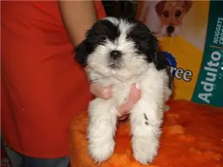 Venda de Poodle, Lhasa, York, Pinscher, Labrador, Cocker, Basset, beagle