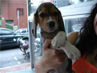 Goldens Machos e fêmeas, dispomos de outras raças também.Consulte - nos