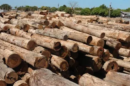 Eucalipto Tratado em Autoclave, Mourão, Estacas e Roliços